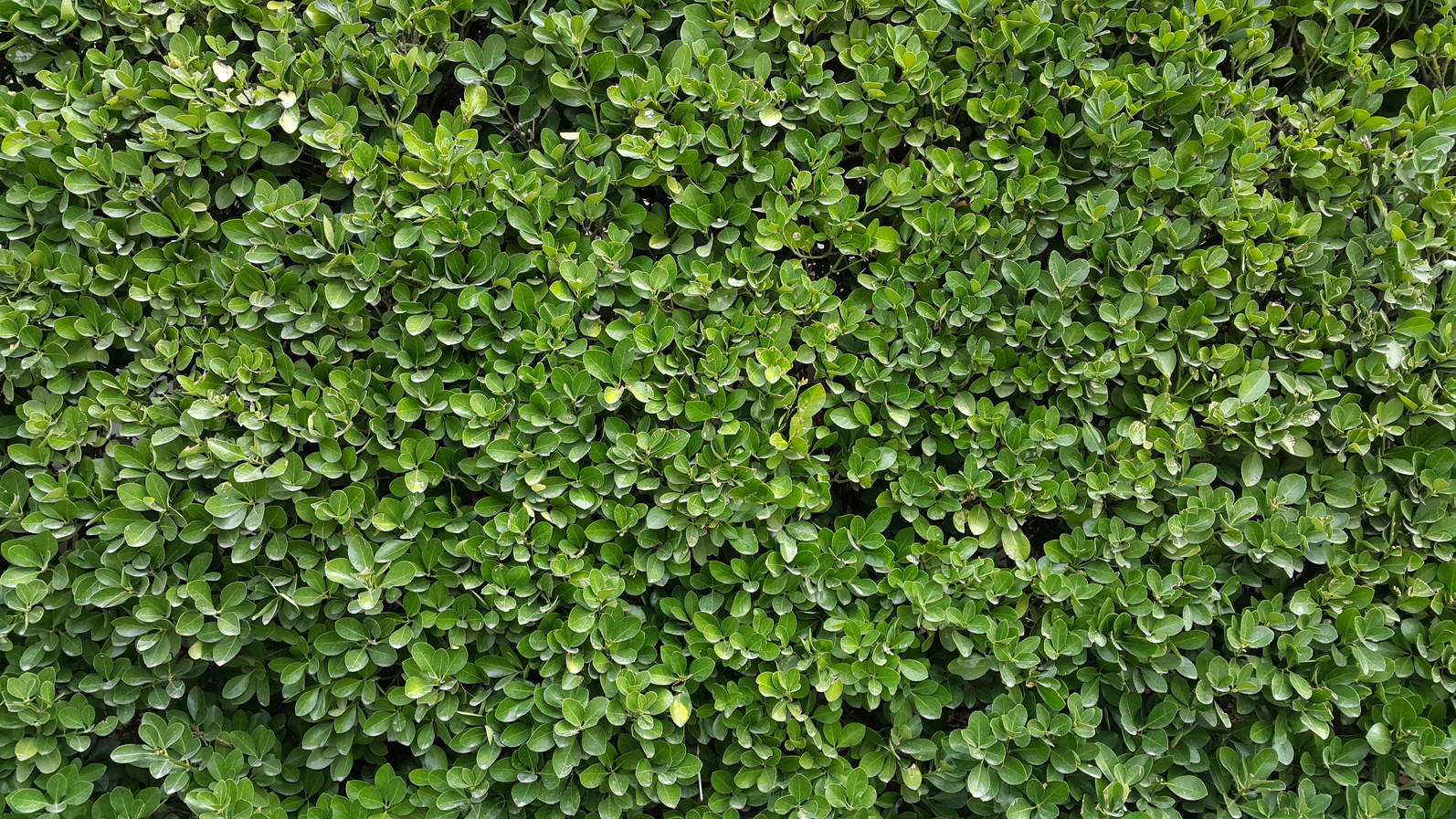 green-shrub-wall