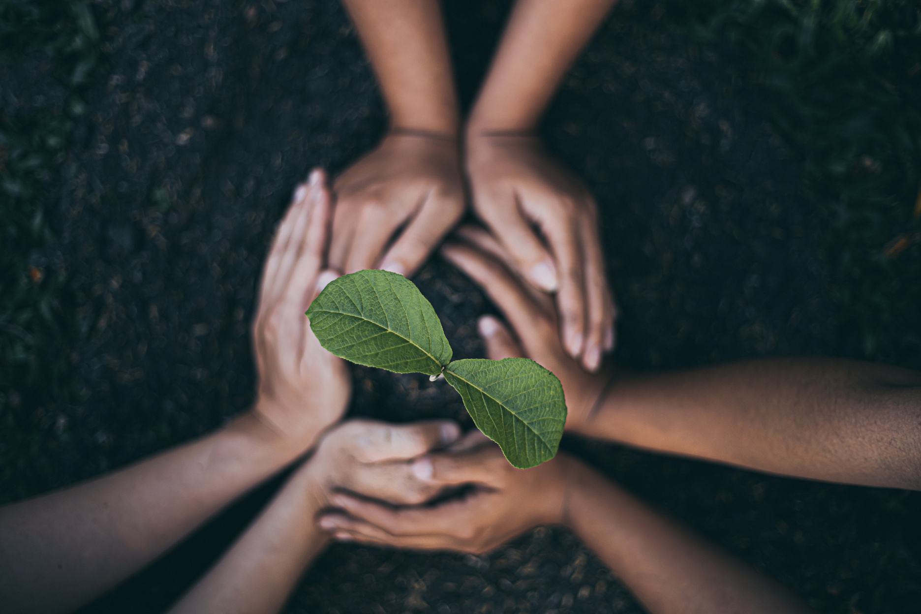 hands-in-a-circle-around-a-plant